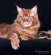  Bruclin Avrorastarcoon - 