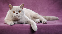  Grandroshell White Night - 