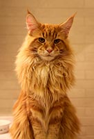  Norton Bandcoon - 