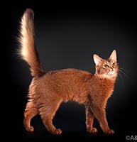  Dushara Maya - 