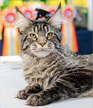  Irvin Fluffy Gangster - 