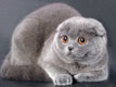   ''  :  ,  , 
 , -,  ,   ,  -,  ,
 ,  ,   , ,  , 
  
