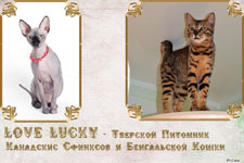        Love Lucky