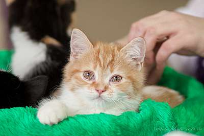   ' -'  22-23  2014 0_e2157_d9d58adc_orig.jpg