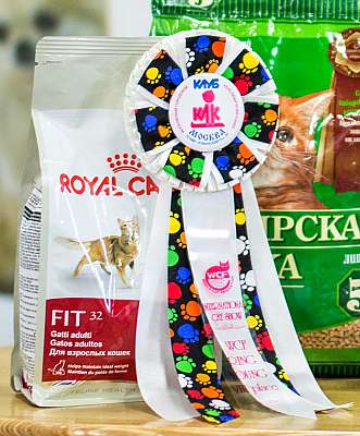 CatSalon-305-1.jpg